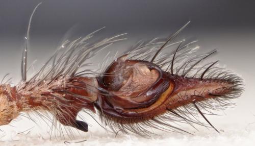 Eratigena saeva